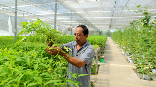 Thu 200 triệu đồng/năm từ trồng rau thủy canh