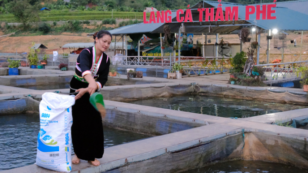 Nuôi cá rô phi trên lồng, thu lời trăm triệu đồng