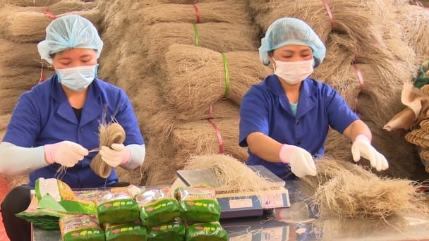 Xuất khẩu nông sản giúp thay đổi diện mạo nông nghiệp vùng cao