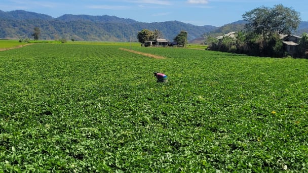 500ha khoai lang sẵn sàng chờ cấp mã vùng trồng