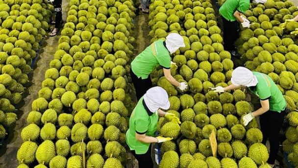 Xuất khẩu rau quả phục hồi, tăng trưởng ấn tượng tại nhiều thị trường