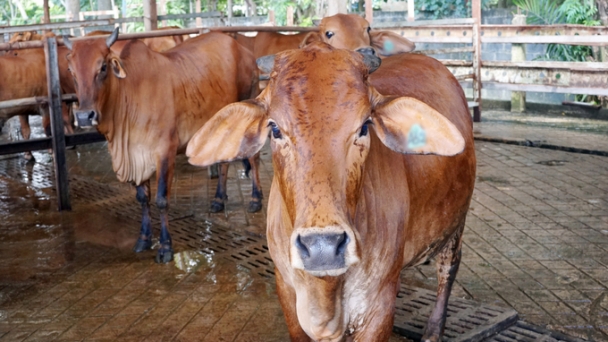 Công khai danh tính các trường hợp sử dụng chất cấm trong chăn nuôi, giết mổ