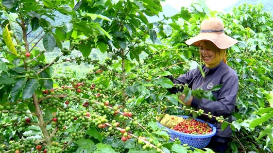 Sử dụng hiệu quả phân bón Văn Điển cho cây công nghiệp tại Sơn La