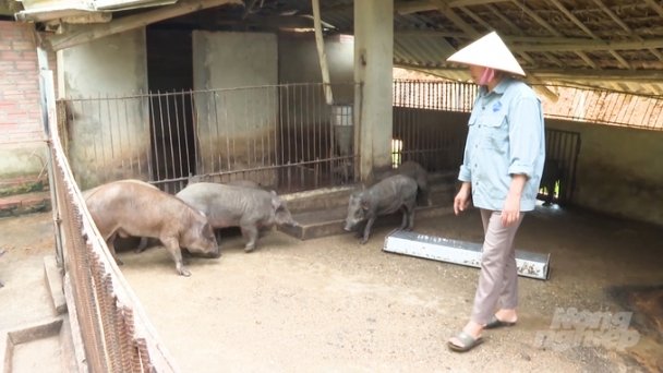 Thoát vòng xoáy của thị trường nhờ nuôi lợn đen bản địa