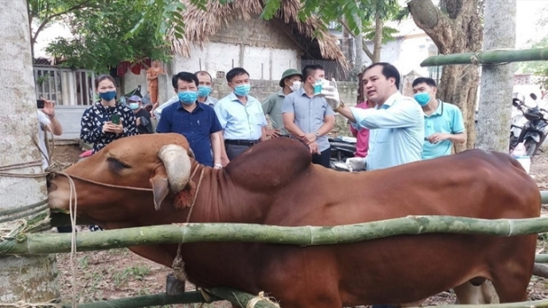 Vì sao tỷ lệ tiêm phòng đàn vật nuôi của Bắc Kạn thấp?