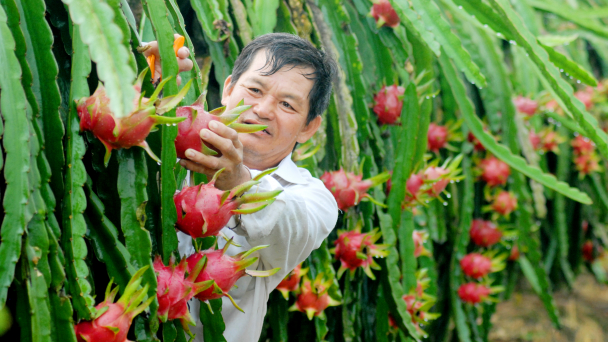 NPK hòa tan Sitto Fopro mang lại giải pháp chăm sóc thanh long hiệu quả