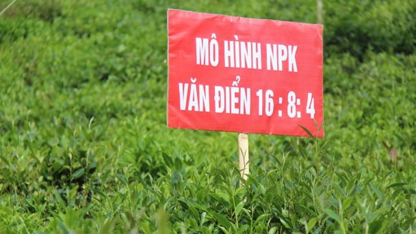 Giải pháp tối ưu giúp cây chè vượt qua mùa nắng nóng