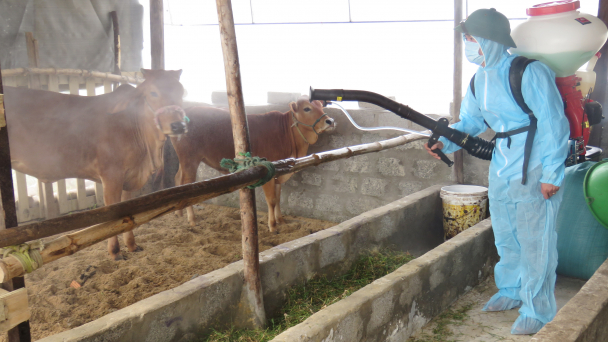 Đảo lộn khi hệ thống thú y tan rã [Bài 2]: Thú y cơ sở mỏng, dịch bệnh bùng phát tần suất dày