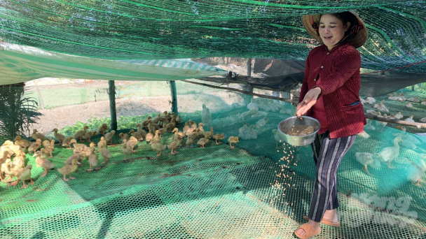 Nuôi vịt trên sàn giúp hạn chế 70% dịch bệnh