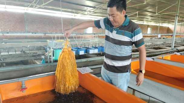 Nuôi lươn an toàn sinh học