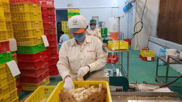 Bắc Ninh đặt mục tiêu tiêm phòng đàn vật nuôi đạt 100%