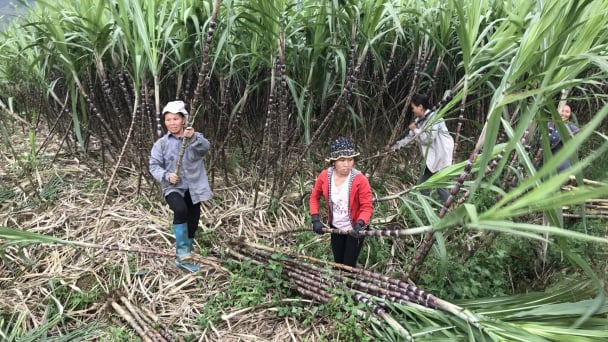 Phân bón Văn Điển với người trồng mía Hòa Bình