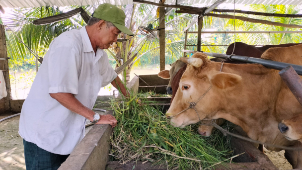 Xây dựng chuỗi giá trị bò Ba Tri