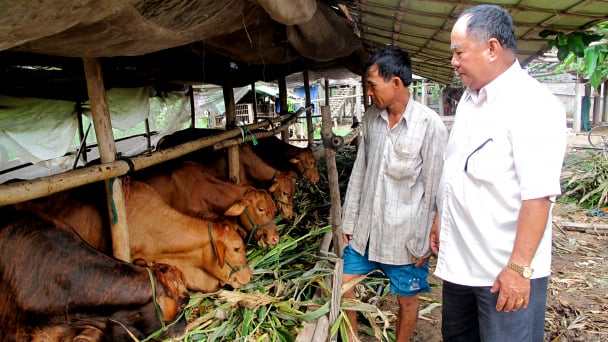 Giá bán bò thịt cao nhờ đảm bảo không tồn dư kháng sinh