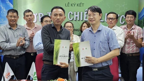 Hợp tác đưa thảo dược vào thức ăn cho gà đẻ trứng