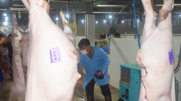 Sản phẩm động vật an toàn từ lò mổ: [Bài cuối] Cơ sở giết mổ tập trung ngày một đông