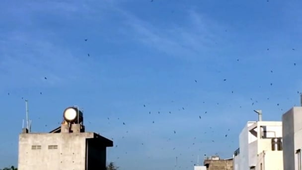 Để nghề nuôi yến bền vững: [Bài 4] Kê khai cấp mã định danh