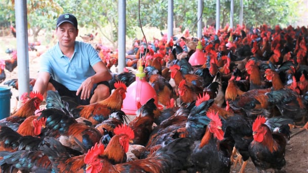 Ngành chăn nuôi dịch chuyển: [Bài 1] Chăn nuôi nông hộ loay hoay bám trụ
