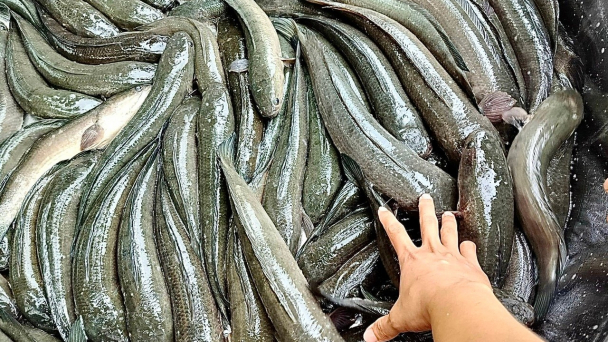 Không sử dụng kháng sinh cấm trong nuôi cá lóc
