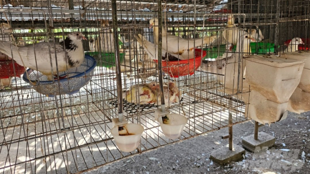Kỹ thuật mới giúp bồ câu nuôi được 3 con, đẻ được 4 trứng