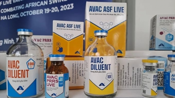 Trăn trở trước giá vacxin dịch tả lợn Châu Phi