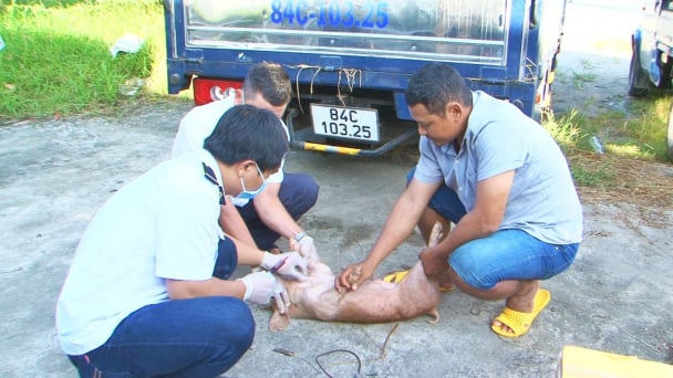 Ngăn chặn phương tiện vận chuyển hơn 170 heo giống không rõ nguồn gốc