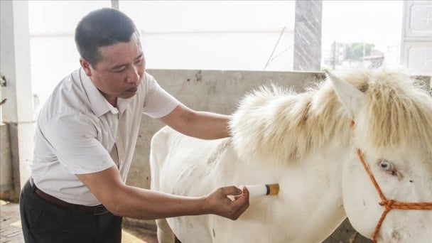 Kinh nghiệm chăm sóc và phòng bệnh cho ngựa hiệu quả