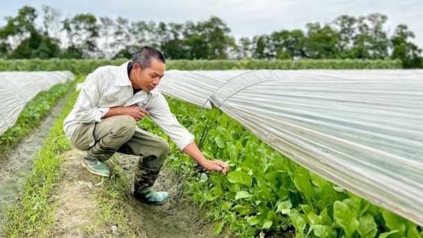 Bắc Hồng không còn 'rau 2 luống'