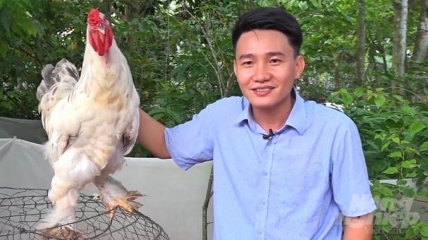 Kỳ Lân, giống gà khổng lồ được nông dân săn đón