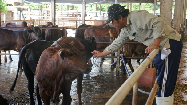 TP.HCM xây dựng được hàng chục vùng, cơ sở an toàn dịch bệnh động vật