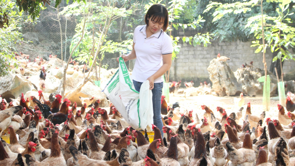 Hòa Bình ấm no nhờ chăn nuôi an toàn toàn sinh học: Gà Lạc Thủy trụ vững nhờ liên kết theo chuỗi