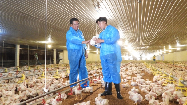 Chăn nuôi an toàn dịch bệnh bứt tốc [Bài 1]: Phú Giáo vươn lên tốp đầu