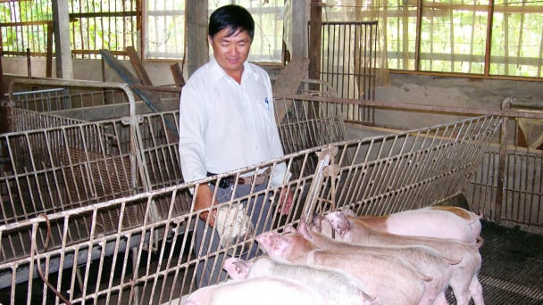 Phát triển chăn nuôi công nghệ cao tăng sức cạnh tranh