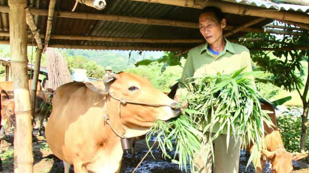Vùng cao từng bước làm chủ chăn nuôi gia súc, gia cầm hàng hóa