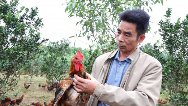 Lão nông làm đôi gà đẹp nhất Phú Bình