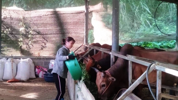Xã nghèo vươn lên nhờ nuôi trâu, bò vỗ béo
