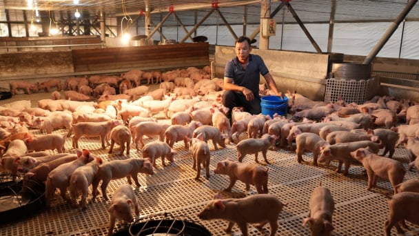 'Tuyệt chiêu' dung dịch lên men giúp heo kháng bệnh, nhanh lớn