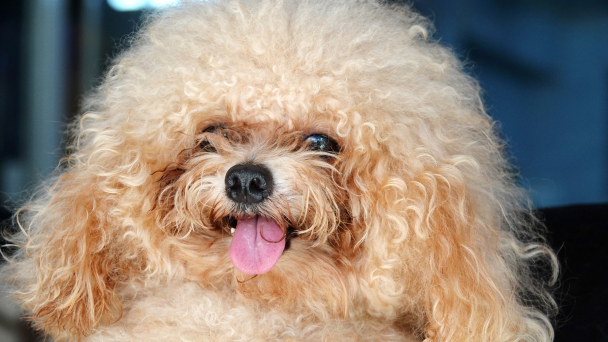 Nuôi chó Poodle thu tiền tỷ mỗi năm