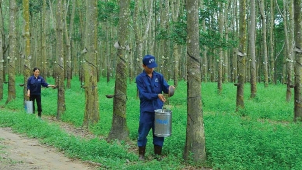 Lợi nhuận đi lùi 37%, Cao su Thống Nhất vẫn kịp hoàn thành kế hoạch 2023