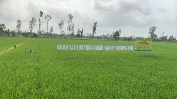 Giải pháp canh tác thông minh với đề án 1 triệu ha lúa chuyên canh