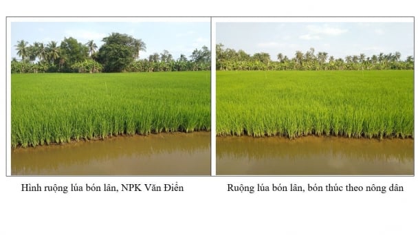 Phân bón Văn Điển đến với nông dân đất mũi Cà Mau