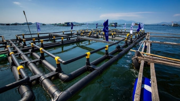 STP hỗ trợ ngư dân trả góp lồng nuôi thủy sản HDPE không cần thế chấp