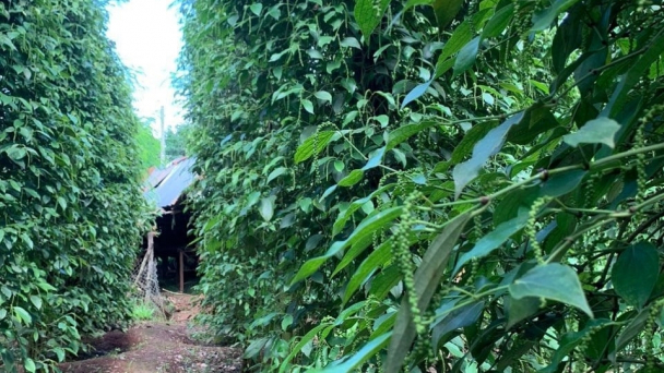 Lưu ý chăm sóc hồ tiêu ở Tây Nguyên sau thu hoạch