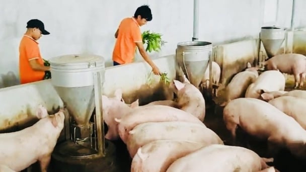 Vùng cao nuôi con đặc sản: [Bài3] Độc đáo heo thảo mộc