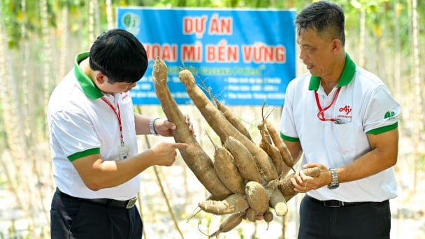 Dự án khoai mì của Ajinomoto Việt Nam: Giúp tăng năng suất và thu nhập