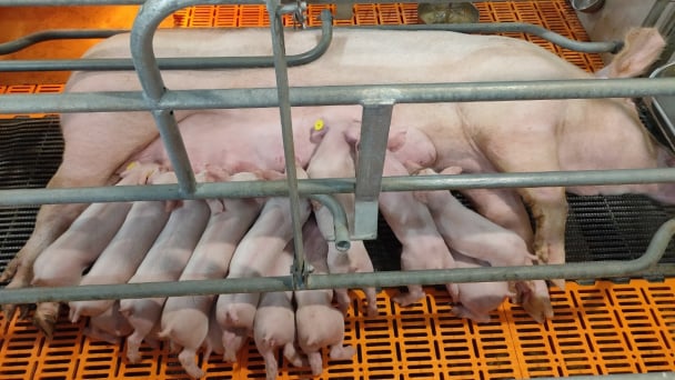 Dabaco Thanh Hóa sở hữu đàn heo giống năng suất 35 - 36 con/nái/năm