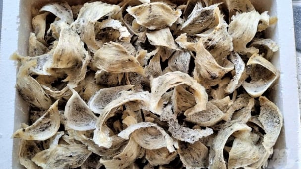 Giá tổ yến thô giảm còn 13 - 15 triệu đồng/kg
