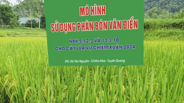 Hiệu quả trên lúa xuân, nông dân tiếp tục chọn phân Văn Điển cho lúa mùa