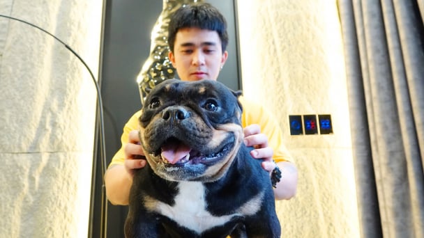 Nuôi chó Bully cho thu nhập trên 300 triệu đồng/năm