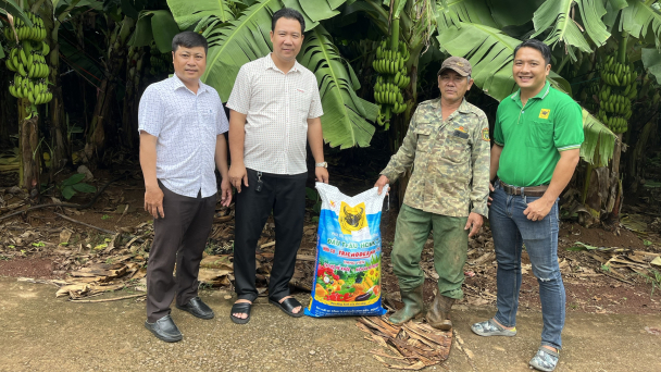Kỹ thuật chăm bón cây chuối vào mùa mưa